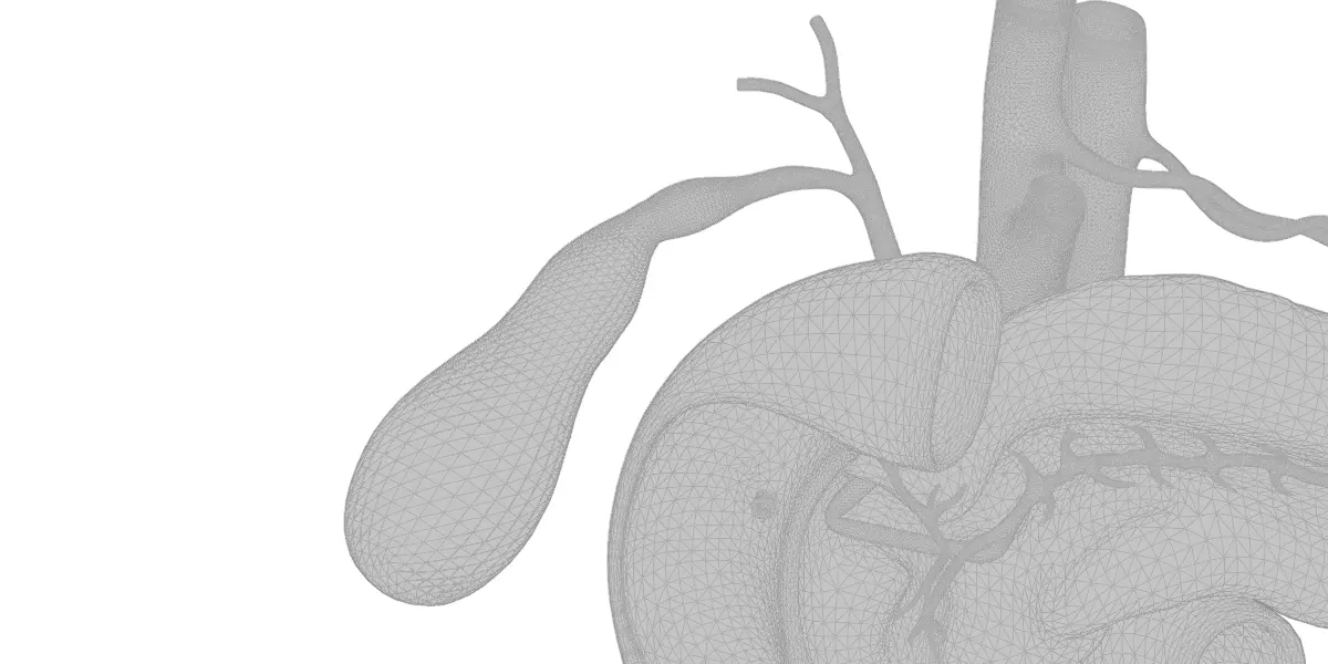 Detailed Human Pancreas Kidney Gall Bladder 3D Model 3D model_11