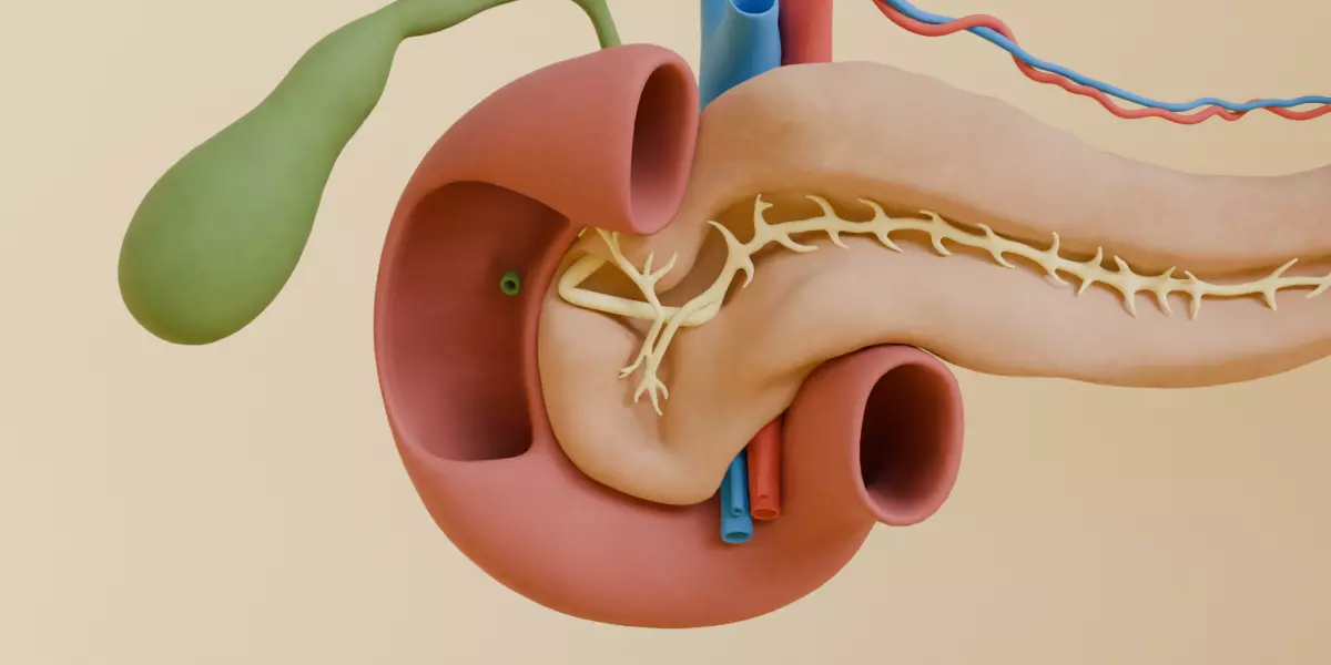Detailed Human Pancreas Kidney Gall Bladder 3D Model 3D model_3