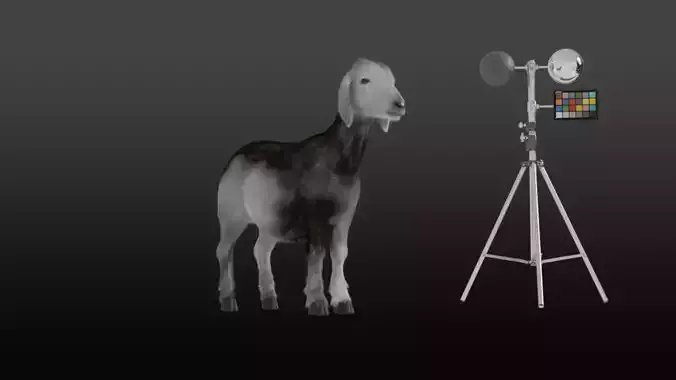 Realistic Rigged Goat Fur PBR Textured 3D Model Animation Film Low-poly 3D model Realistic Rigged Goat Fur PBR Textured 3D Model Animation Film Low-poly 3D model