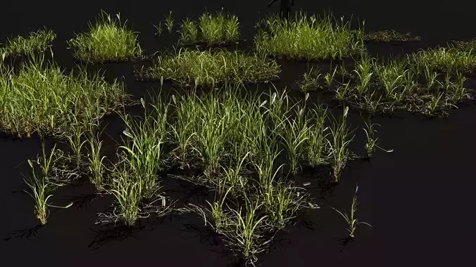 Regular meadow grass set low poly and game ready
