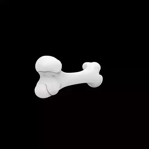 Human Femur Bone 3D Print Model