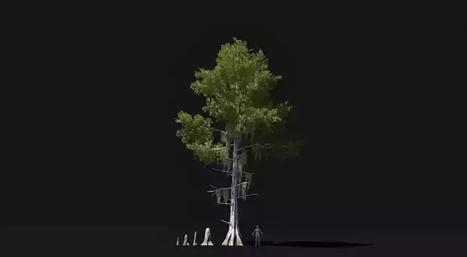 Realistic mid poly Bald Cypress Tree