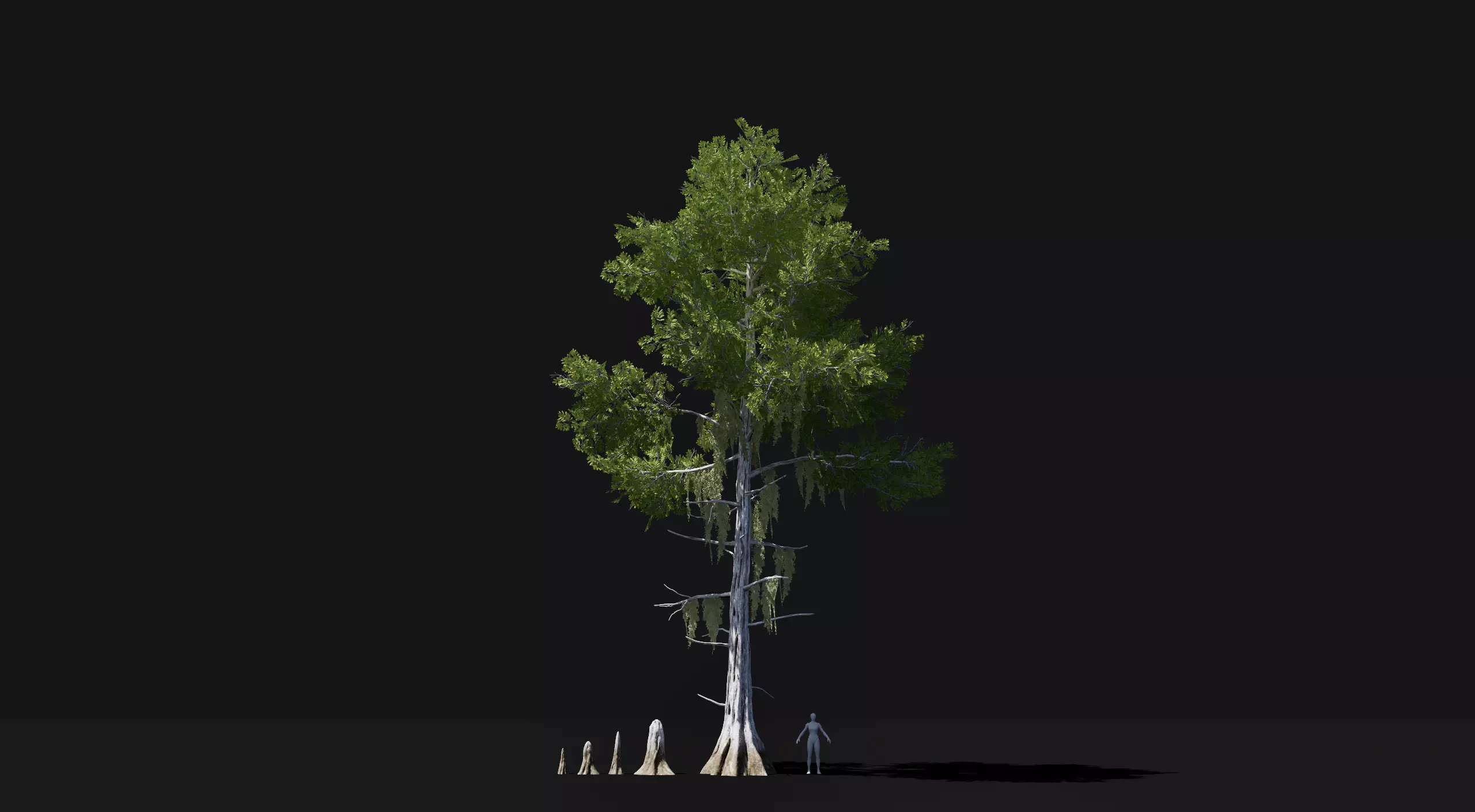 Realistic mid poly Bald Cypress Tree Low-poly 3D model_0