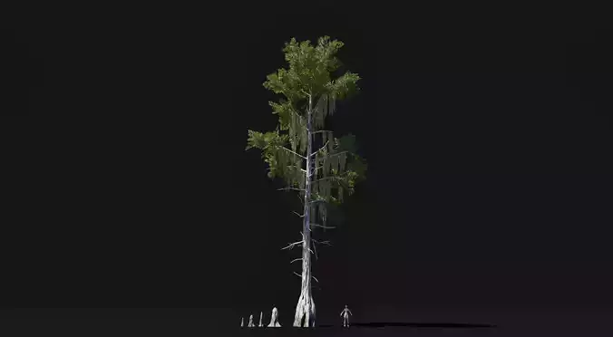 Realistic mid poly Bald Cypress Tree