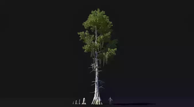 Realistic mid poly Bald Cypress Tree