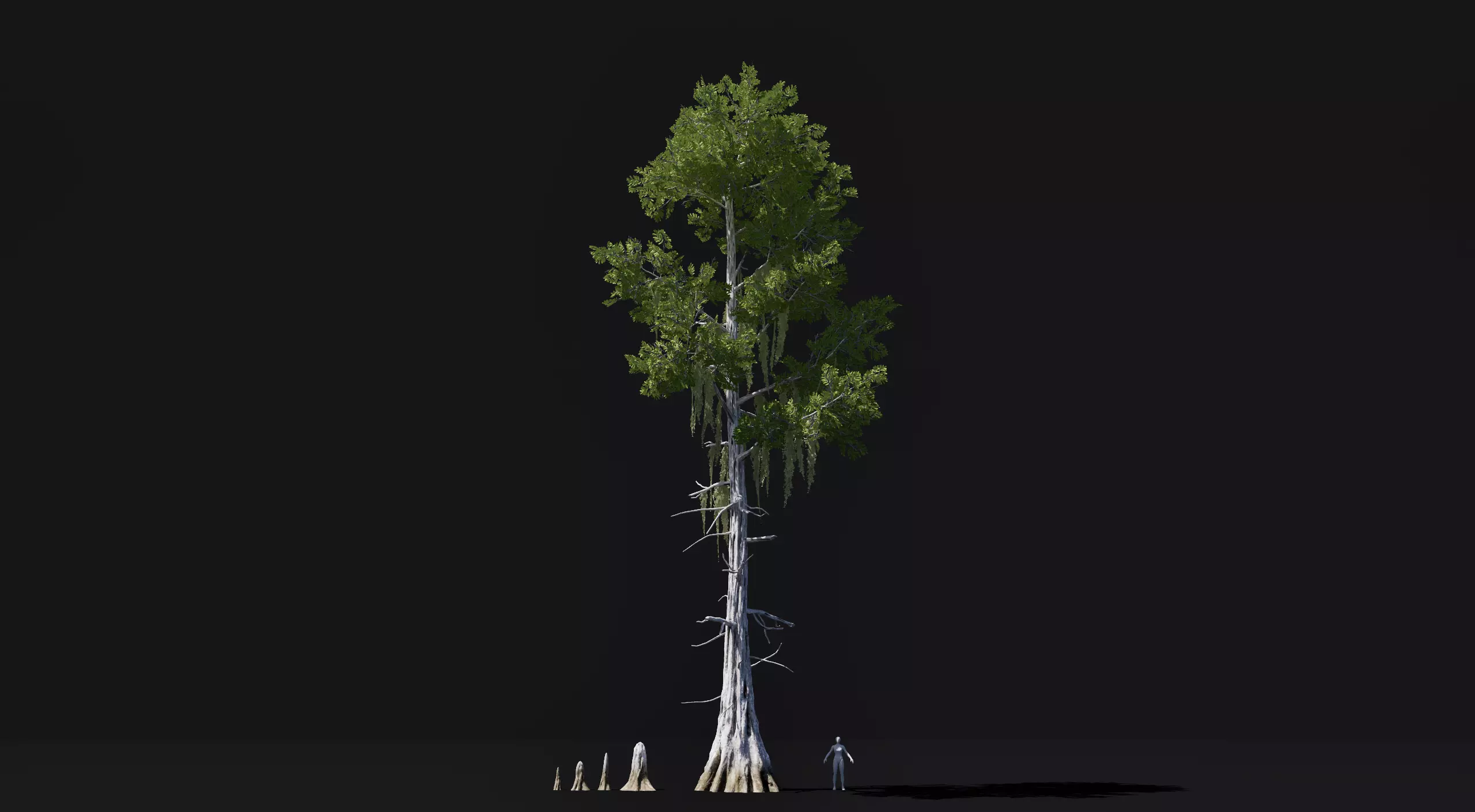 Realistic mid poly Bald Cypress Tree Low-poly 3D model_0
