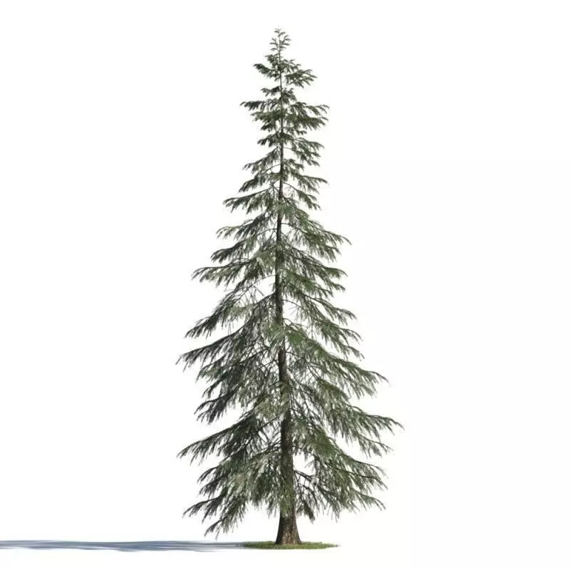 tree 72 AMC01 3D model_0