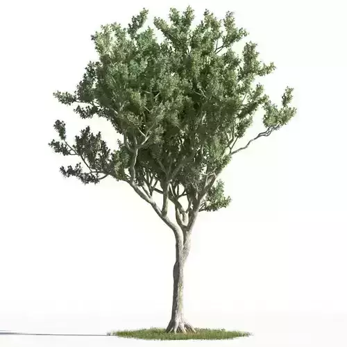 tree 19 AMC01