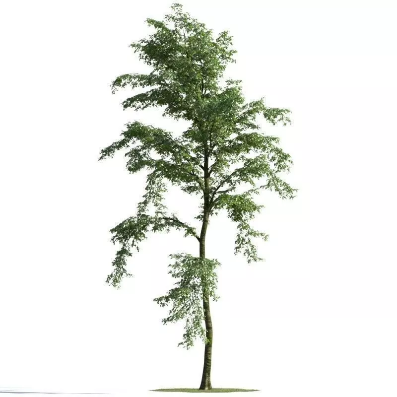 tree 14 AMC01 3D model_0