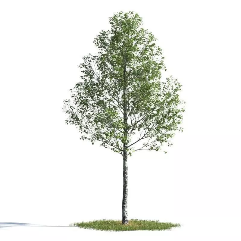 tree 22 AMC01 3D model_0