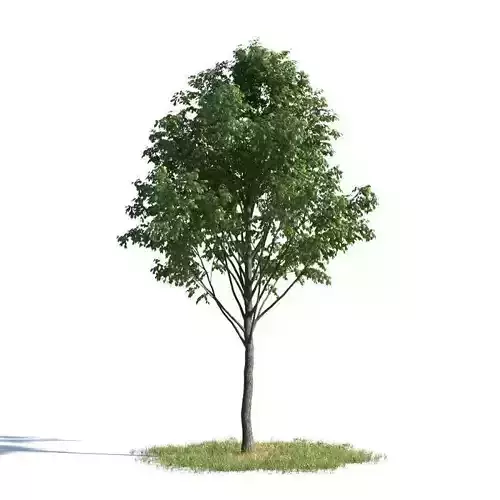 tree 02 AMC01