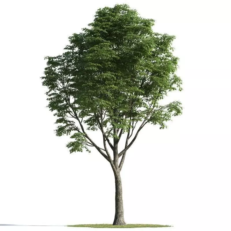 tree 03 AMC01 3D model_0