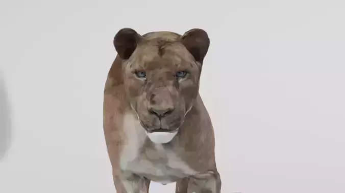 3d realistic lioness