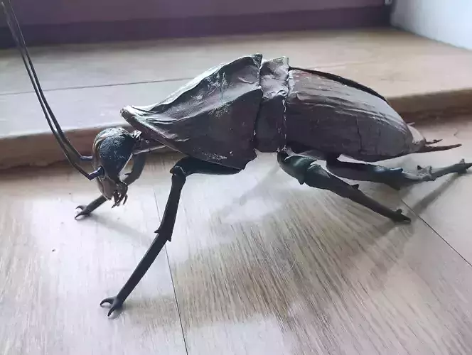 Giant Cockroach 15 inches