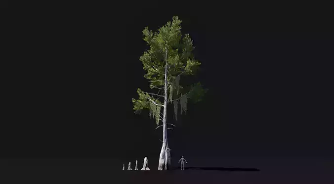 Realistic mid poly Bald Cypress Tree