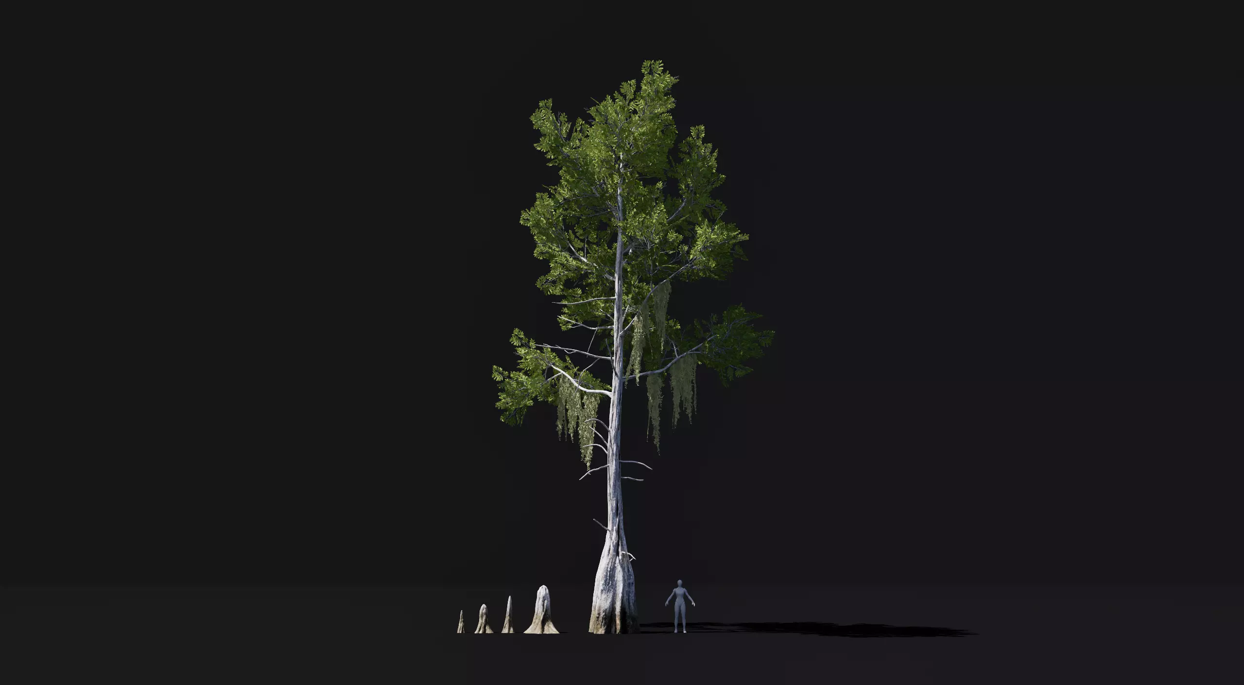 Realistic mid poly Bald Cypress Tree Low-poly 3D model_0
