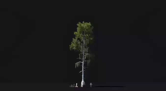 Realistic mid poly Bald Cypress Tree