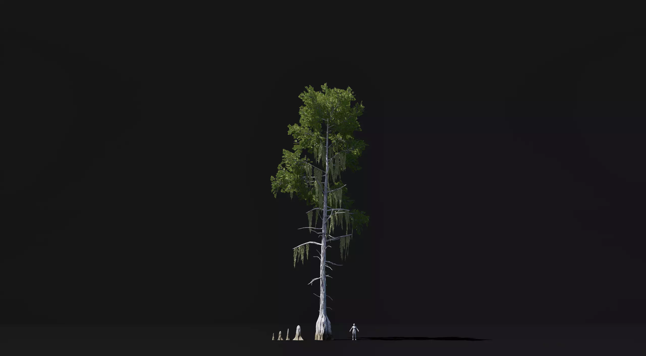 Realistic mid poly Bald Cypress Tree Low-poly 3D model_0