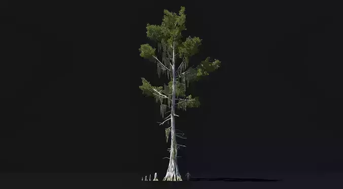 Realistic mid poly Bald Cypress Tree