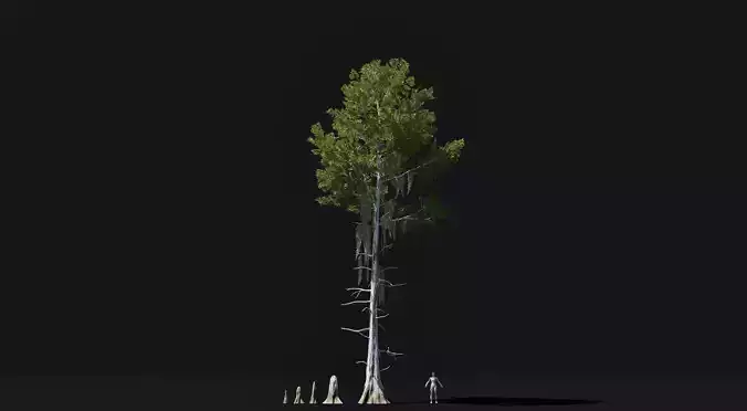 Realistic mid poly Bald Cypress Tree