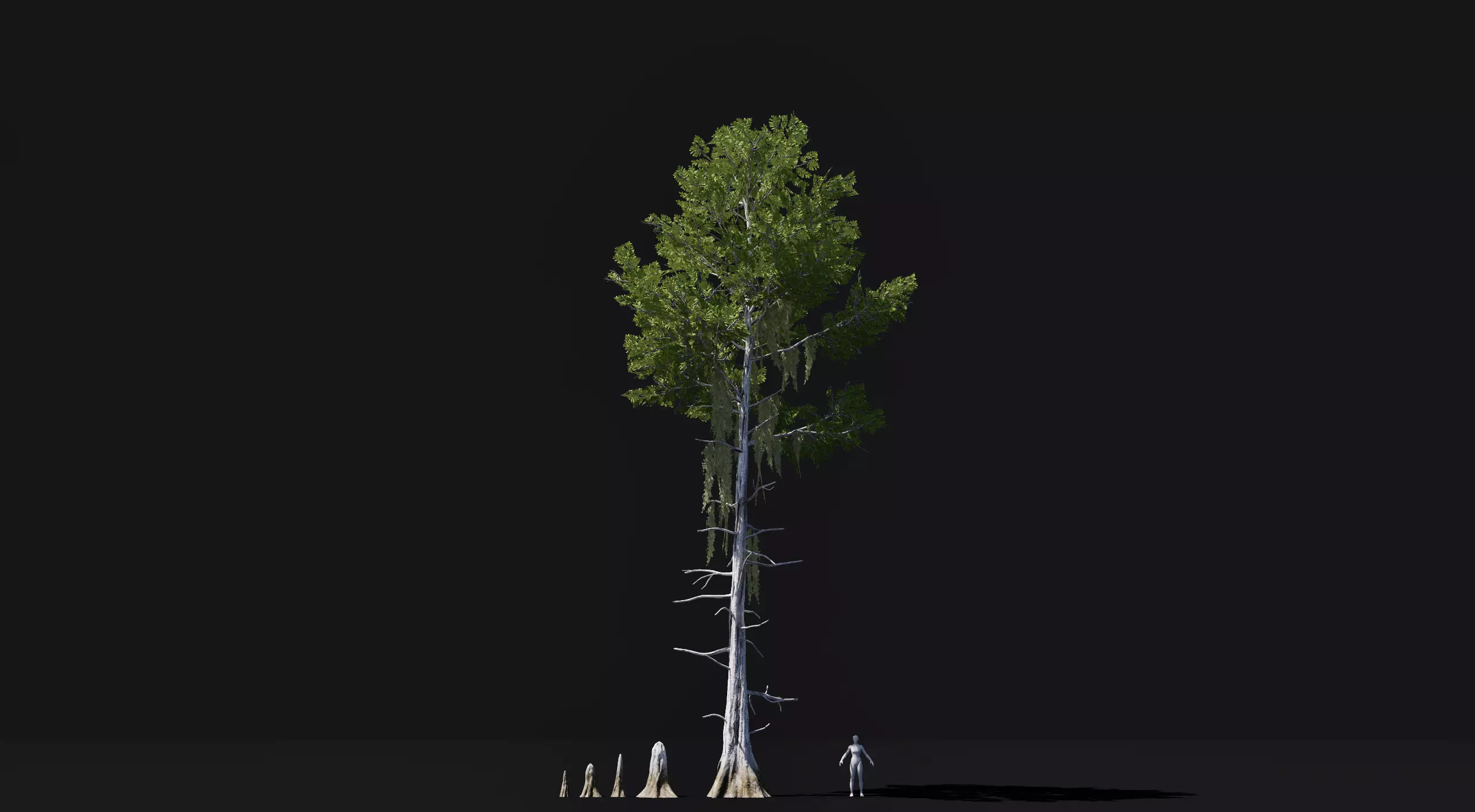 Realistic mid poly Bald Cypress Tree Low-poly 3D model_0