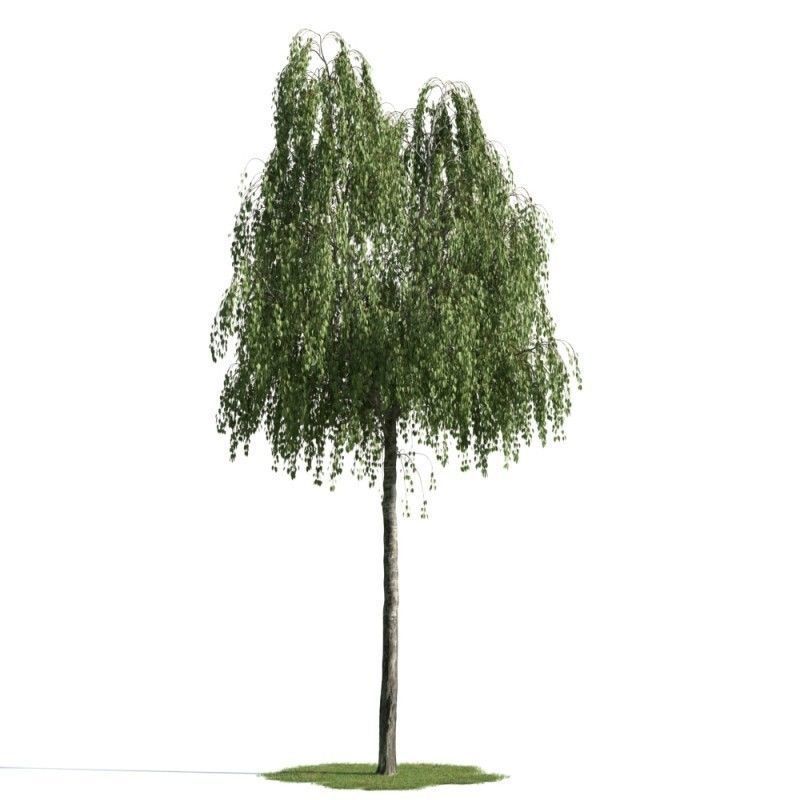 tree 17 am163 3D model_1