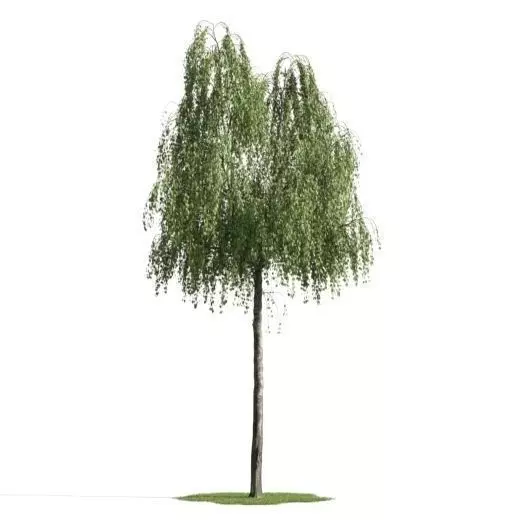 tree 17 am163 3D model_0