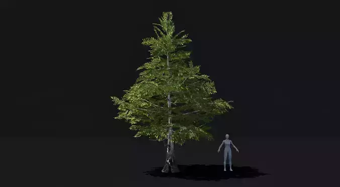Realistic mid poly Bald Cypress Tree