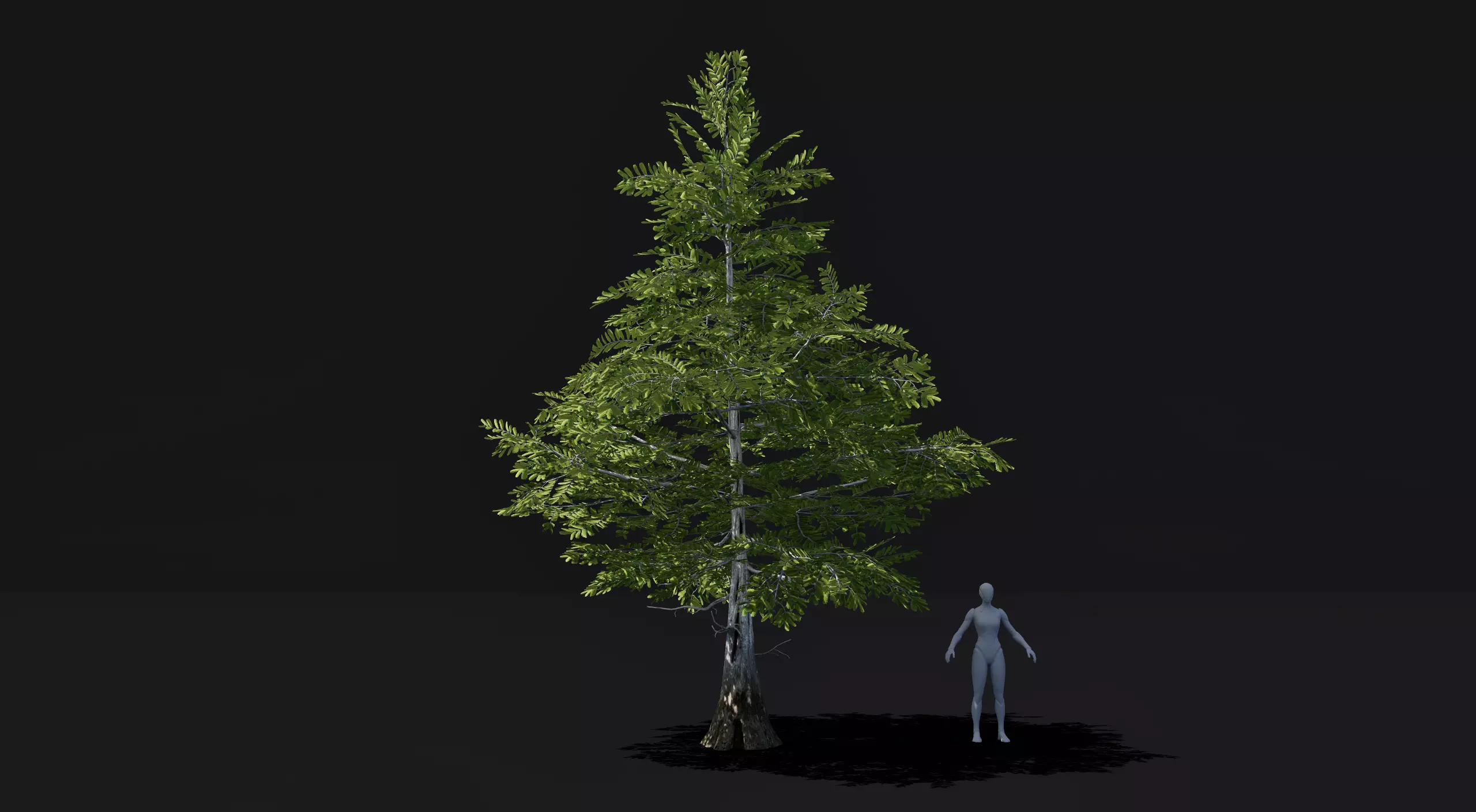 Realistic mid poly Bald Cypress Tree Low-poly 3D model_0
