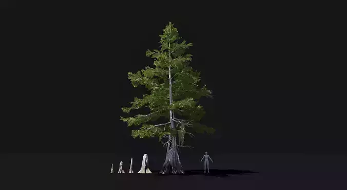 Realistic mid poly Bald Cypress Tree