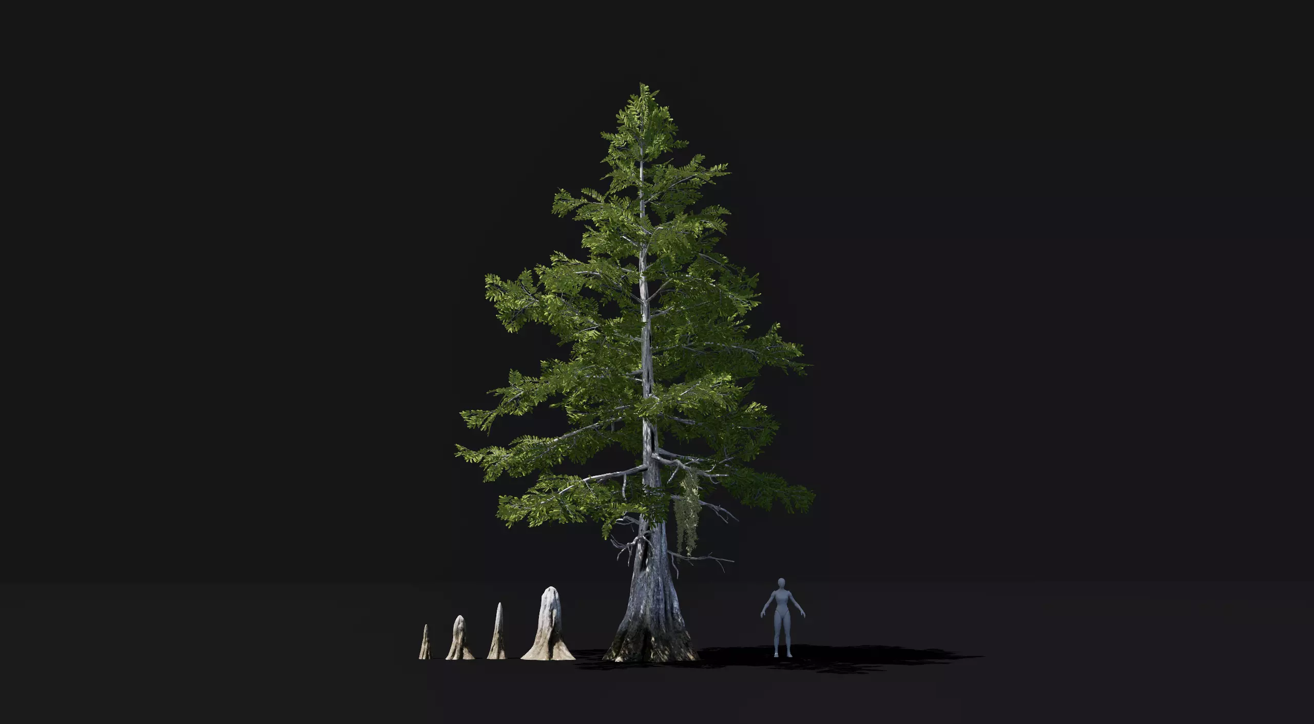 Realistic mid poly Bald Cypress Tree Low-poly 3D model_0