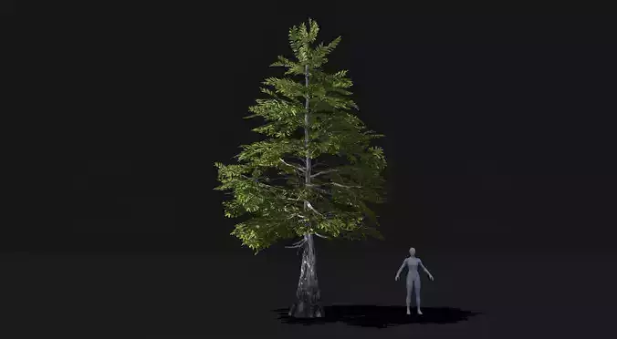 Realistic mid poly Bald Cypress Tree