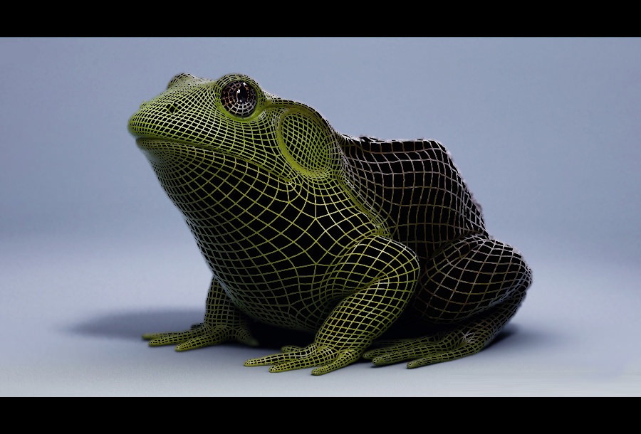 American Bullfrog frog 3D model_2