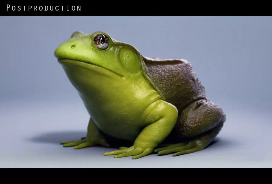 American Bullfrog frog 3D model_0
