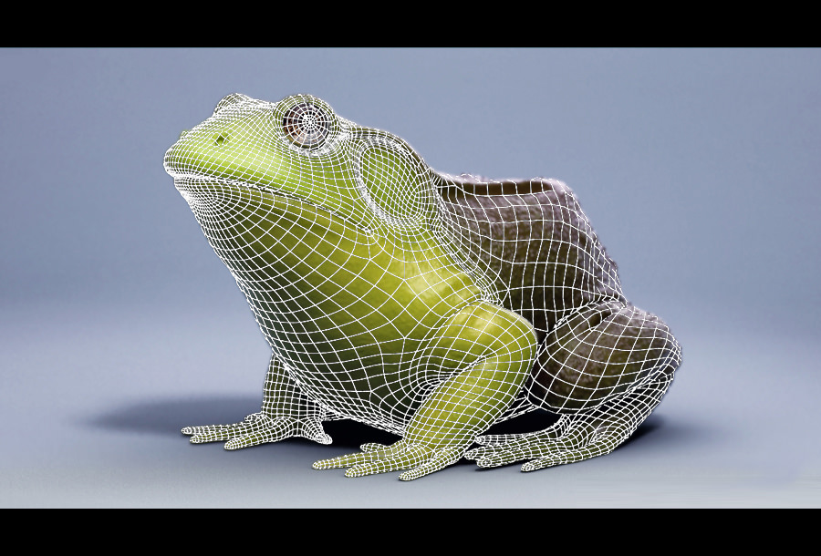 American Bullfrog frog 3D model_1