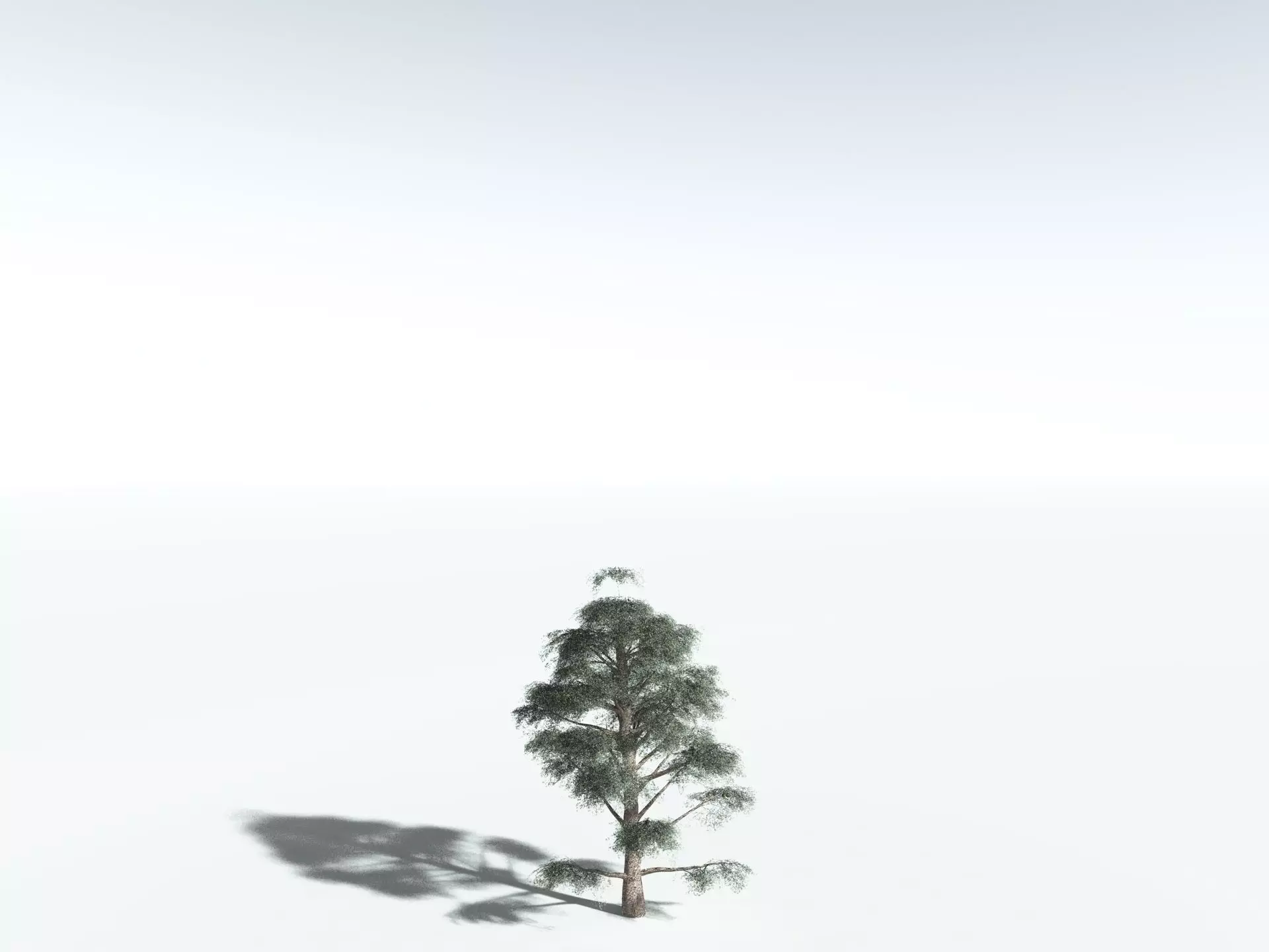 EVERYPlant Kauri Pine 3D model_24