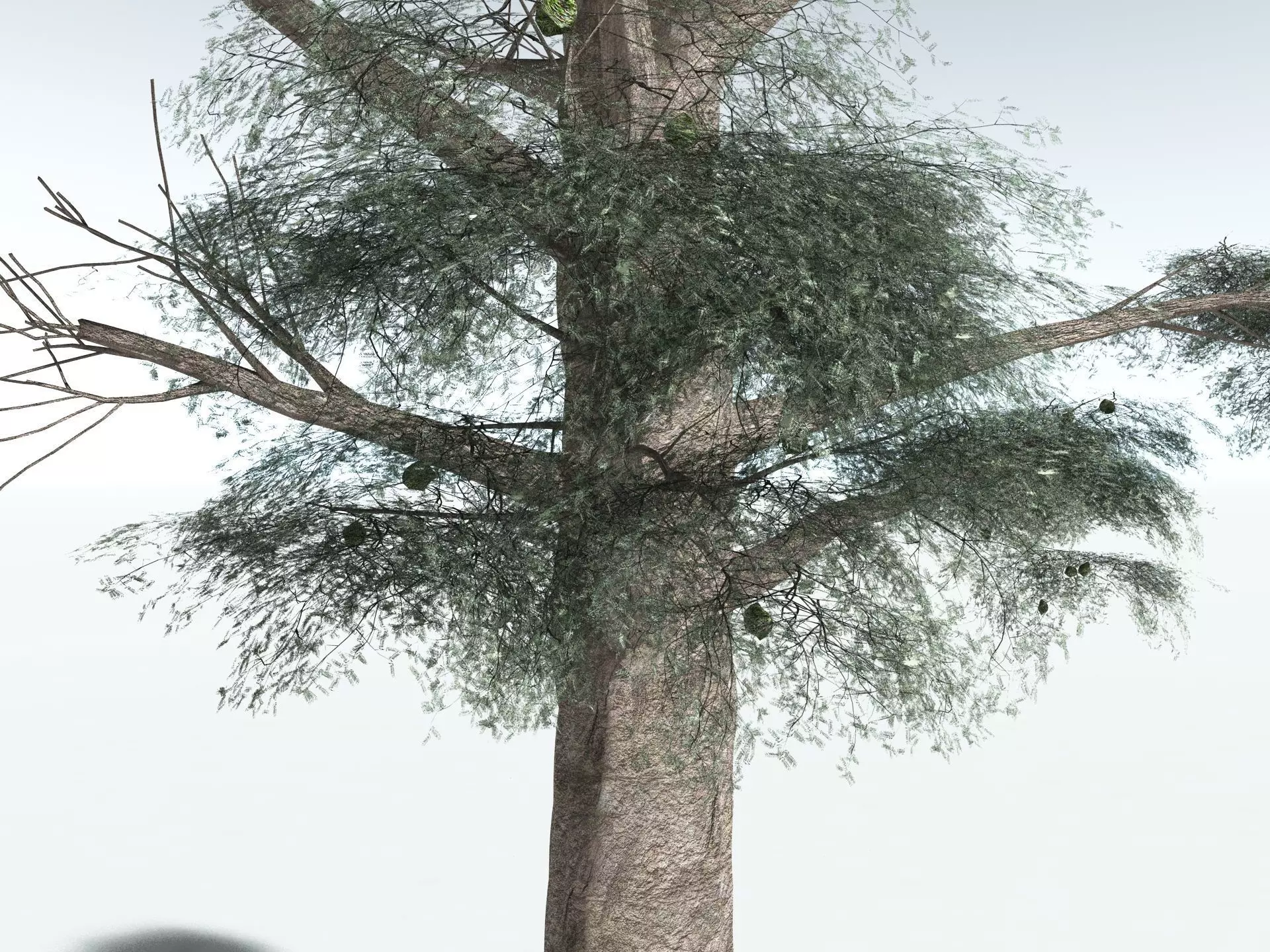 EVERYPlant Kauri Pine 3D model_21