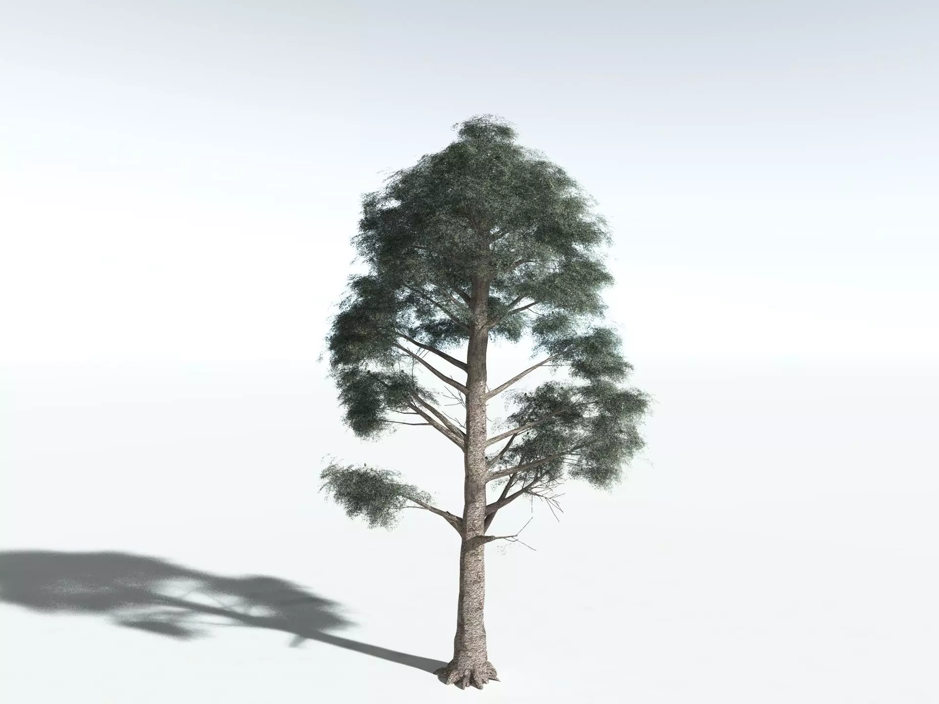 EVERYPlant Kauri Pine 3D model_8
