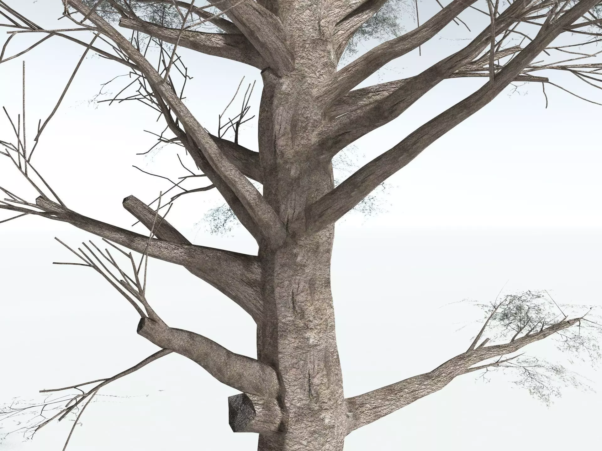 EVERYPlant Kauri Pine 3D model_17