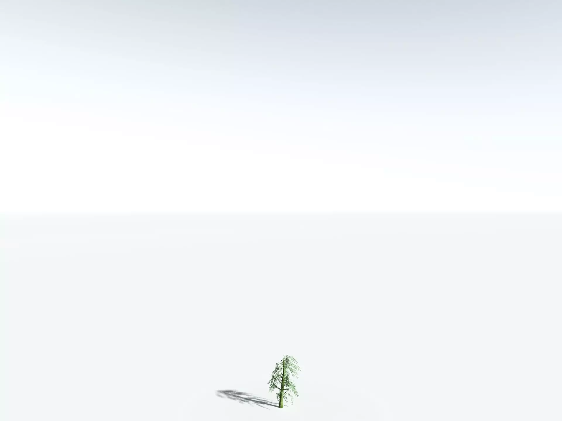 EVERYPlant Kauri Pine 3D model_31