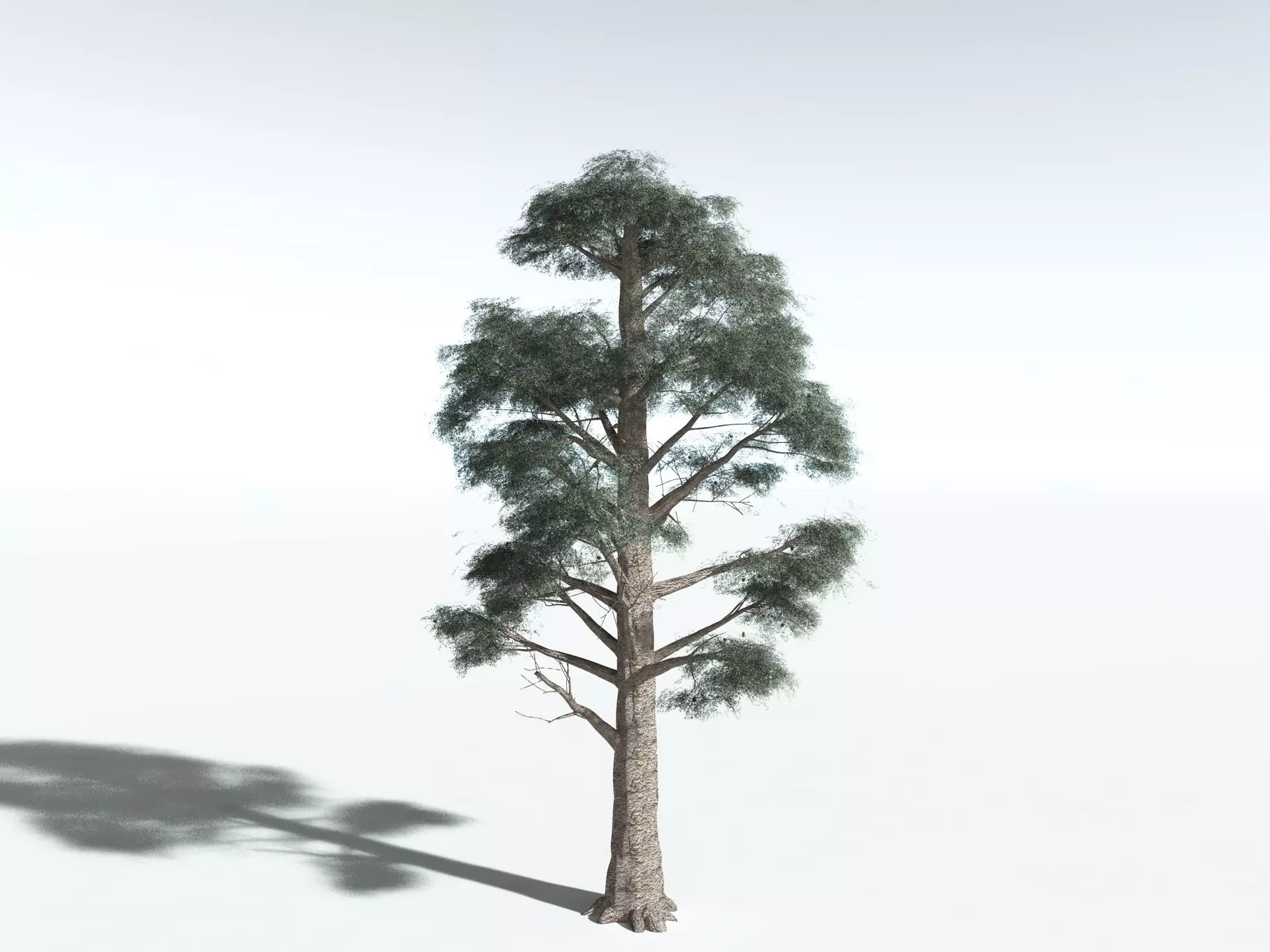 EVERYPlant Kauri Pine 3D model_4
