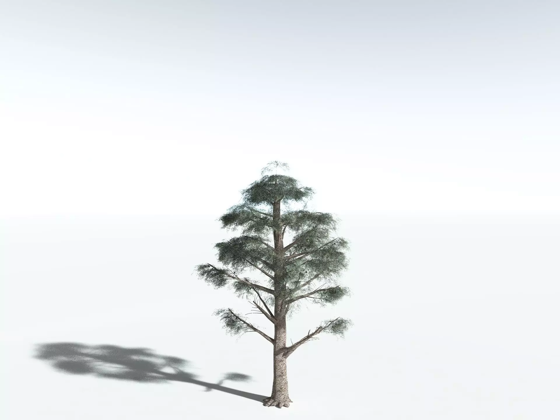EVERYPlant Kauri Pine 3D model_22