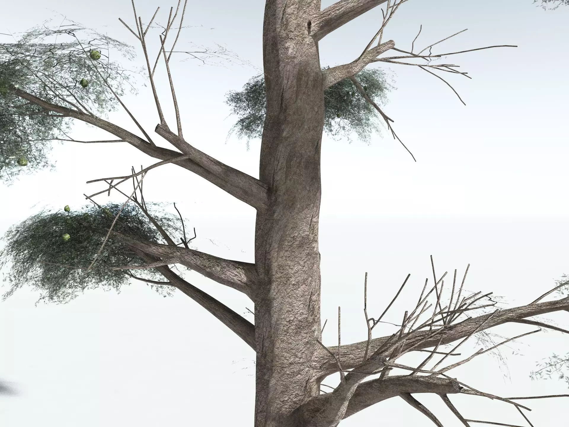 EVERYPlant Kauri Pine 3D model_3