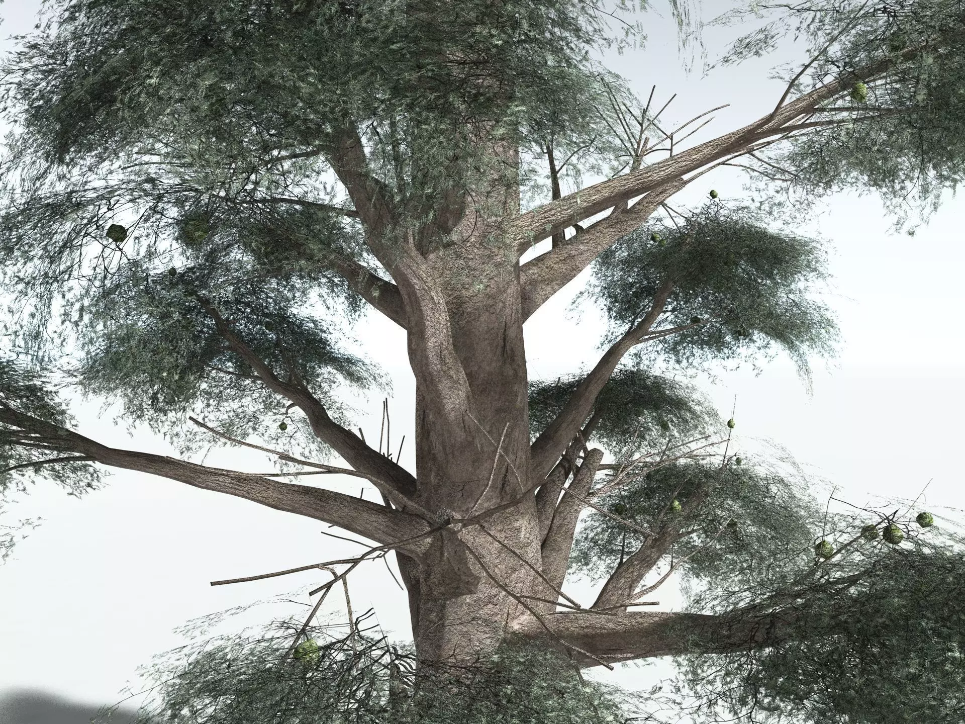 EVERYPlant Kauri Pine 3D model_1