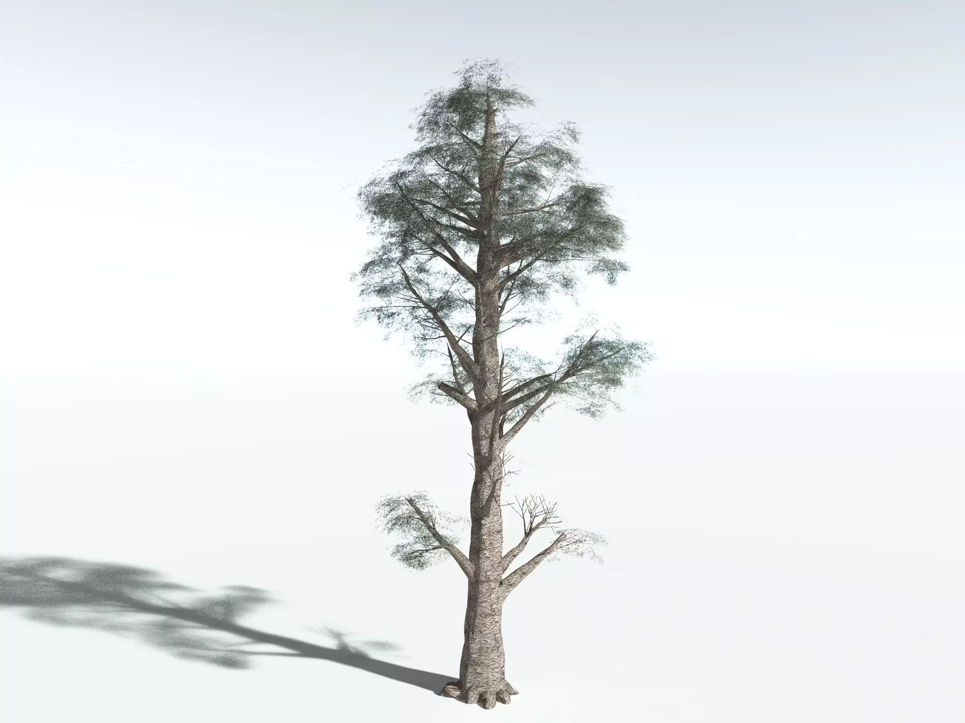 EVERYPlant Kauri Pine 3D model_14