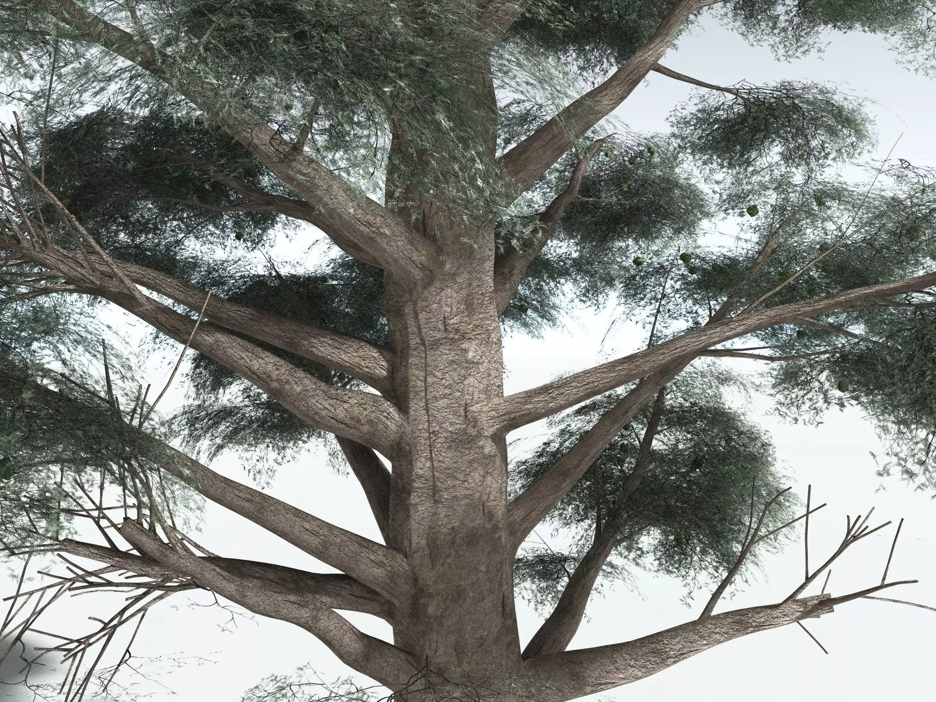 EVERYPlant Kauri Pine 3D model_11