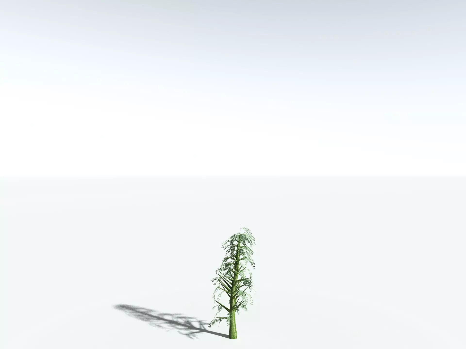EVERYPlant Kauri Pine 3D model_29