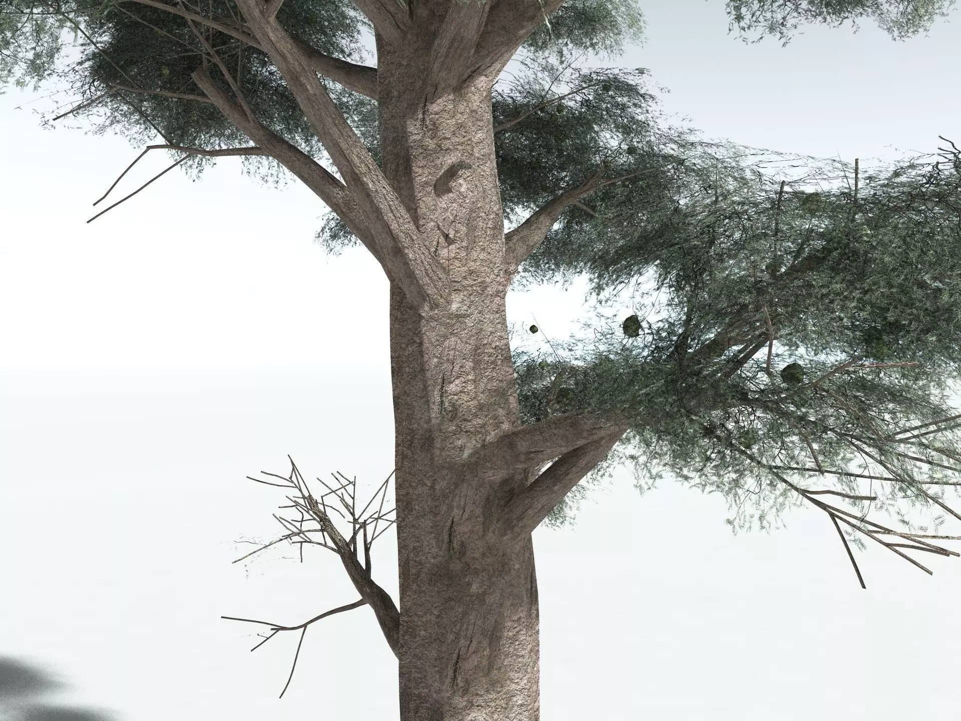 EVERYPlant Kauri Pine 3D model_7