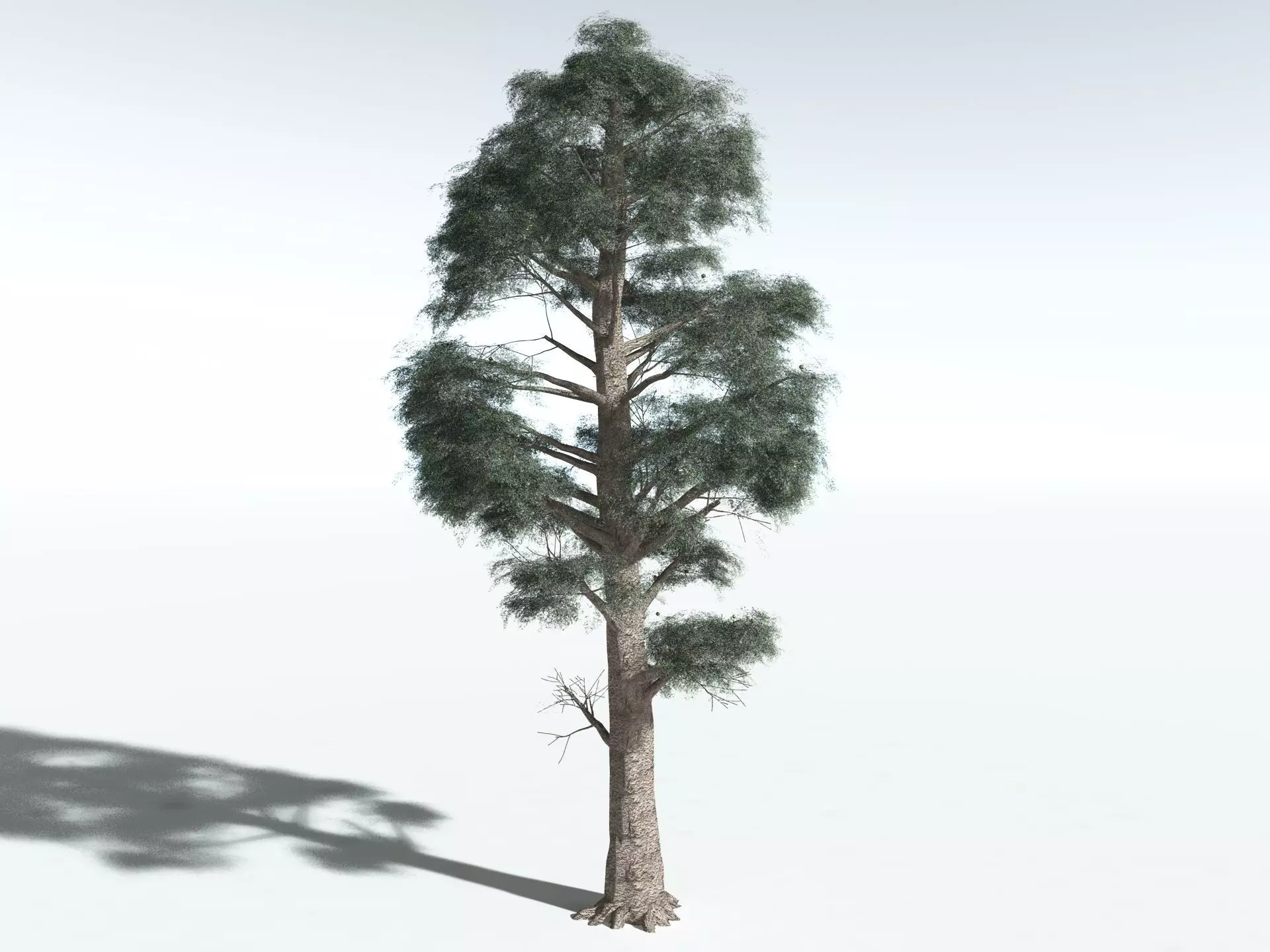 EVERYPlant Kauri Pine 3D model_6