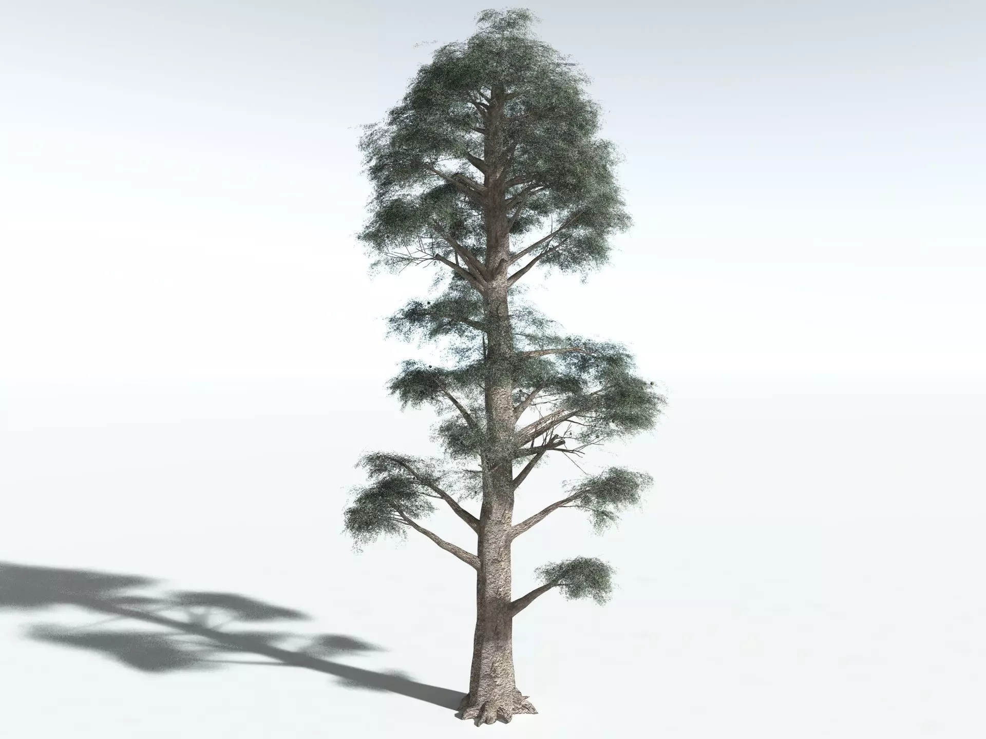EVERYPlant Kauri Pine 3D model_12